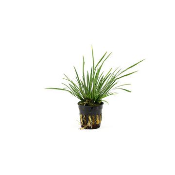 Vallisneria gigantea 'rubra'