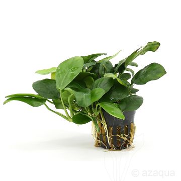 Acorus gramineus 'pussilus'